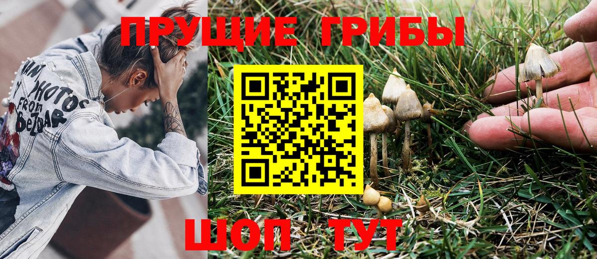 Псилоцибиновые грибы мицелий Советск